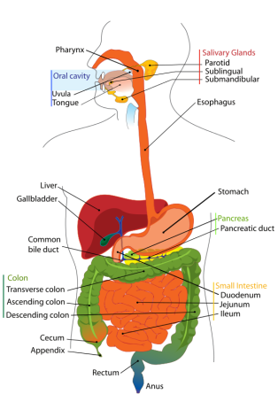 595px-Digestive_system_diagram_en.svg